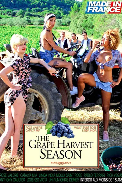 The Grape Harvest Season