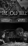 The Old Bull