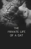 The Private Life of a Cat