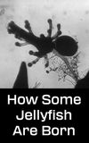 How Some Jellyfish Are Born