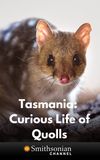 Tasmania: Curious Life of Quolls