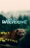 Wild Wolverine