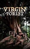 Virgin Forest