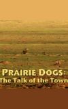 Prairie Dogs: Talk of the Town