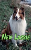 The New Lassie