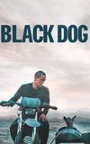 Black Dog