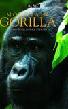 Mountain Gorilla