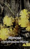 Mimosa Tank: A Prologue for a Film