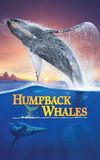 Humpback Whales