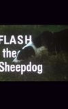 Flash the Sheepdog