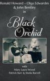 Black Orchid