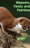 Weasels: Feisty and Fearless