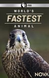 World's Fastest Animal