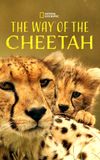 The Way of the Cheetah