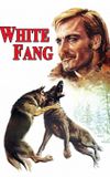 White Fang