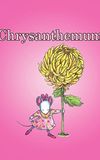 Chrysanthemum