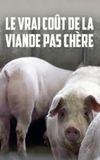 Le vrai coût de la viande pas chère