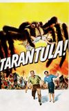 Tarantula