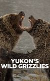 Yukon's Wild Grizzlies