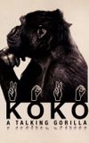 Koko: A Talking Gorilla