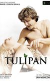 Tulipan