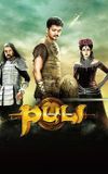 Puli