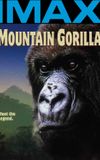 Mountain Gorilla