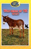 Wild Burro of the West