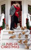 12 Pups of Christmas