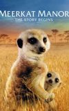 Meerkat Manor: The Story Begins