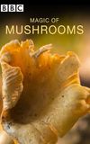 The Magic of Mushrooms