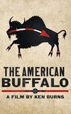 The American Buffalo