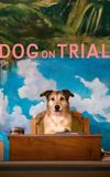 Dog on Trial