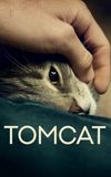 Tomcat