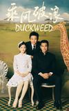 Duckweed