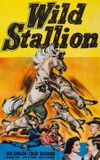 Wild Stallion