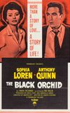 The Black Orchid