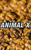 Animal X