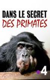 Dans le secret des primates