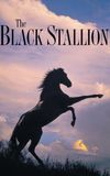 The Black Stallion