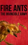 Fire Ants 3D: The Invincible Army