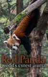 Red Panda: World's Cutest Animal