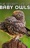 The Secret Life of Owls