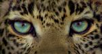 Jade Eyed Leopard