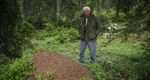 David Attenborough's Ant Mountain