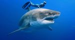 Envoy: Shark Cull