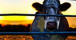 Cowspiracy: The Sustainability Secret