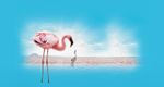 The Crimson Wing: Mystery of the Flamingos