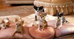 Beverly Hills Chihuahua 2