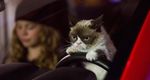 Grumpy Cat's Worst Christmas Ever